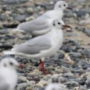 동갈매기 이미지