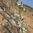 남배농장 | 평택 배꽃이 피기 시작한 과수원 임장