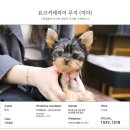 미니펫 강아지분양 고양이분양 부천점 이미지