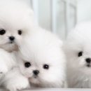 유앤미펫 강아지분양 고양이분양 용인점 이미지