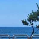 돌고래하우스 이미지