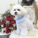 미미그루밍 이미지