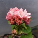 솔메이트 이미지