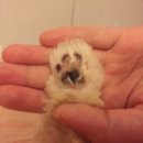 스마일플러스동물병원 이미지