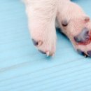 미용하는 강아지 이미지