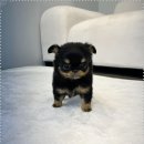 오하이독 안심분양센터 김포점 | 인천 강아지분양 제주도와 해외에서도 찾아가는 헬스독 인천김포점