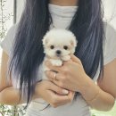 야옹아 멍멍해봐 삼각점 이미지