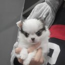 내 품안의 반려견 이미지