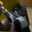 옥수수 동물병원 이미지