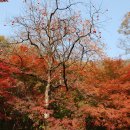 단풍의 대명사 內藏山(내장산)은 滿山紅葉(만산홍엽)이다. 이미지