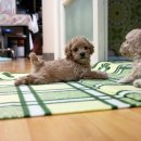 푸들사랑 이미지