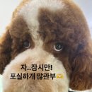 포실하개 이미지