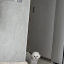 노블레스노마드 | [강원홍천/애견동반숙소] 홍천강 애견동반 가성비 펜션 노블레스노마드 (250725~26)