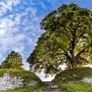 느티나무 이미지