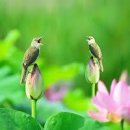 정릉85 이미지
