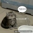 이편한크리닝샾 | 381. 이스케이프샾 건대점 &lt; 고양학개론 &gt; 건대 방탈출 후기