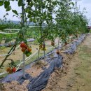 화영농장 이미지