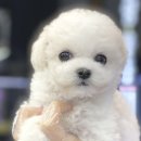 야옹아멍멍해봐 이미지