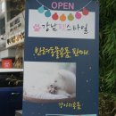 강남펫스타일 이미지