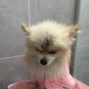 미래애견 | 진짜 내 미래에 대해 고민해보자,구월동 애견미용학원