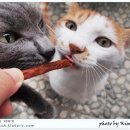 고양이이야기 이미지