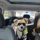 레티피코 이미지