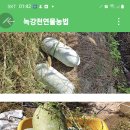 2021년 동과 재배와 2022년 동과재배 비교 이미지