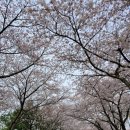 예래동 상예 2 (3통) | 제주도 이곳저곳 : 예래동, 대왕 수천 생태공원 벚꽃 나들이