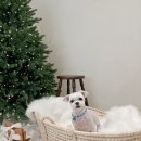 모모티디 독 쌀롱 반려견 미용 계림점 이미지