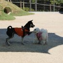 우리동네펫 이미지