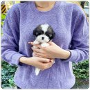 퍼피로그 강아지분양 창원점 | 창원강아지 알아보다 결국 퍼피로그 강아지분양 창원점으로 가게 된 이유