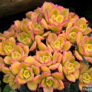 꽃님이네 이미지