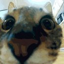 고양이날다 이미지