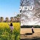 서부농업기술센터 | [제주] 4월 서부기술농업센터 유채,벗꽃 노을
