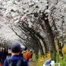 4월 8일(일) 안양천 벚꽃길 이미지