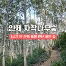 자작나무 | 인제 자작나무숲 후기 ㅣ 왕복 3시간 산행 코스, 입산시간 주차 꿀팁