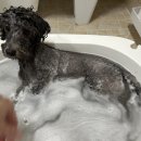 데일리 그루밍 | 헤디스그루밍 강아지욕조 애견 미용테이블 미끄럼방지 강아지목욕