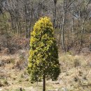 오수리석불 이미지