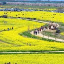 낙동강관리본부 대저생태공원 3 이미지