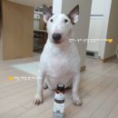 제일바이오펫 네이버블로그