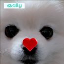 펫돌봄(돌봄컴퍼니) | 외출, 여행때 우리 강아지 어디맡기지?고민했던분 주목