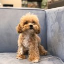 메르시동물병원 이미지