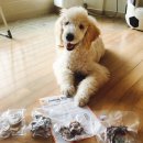 도기부기 이미지