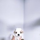 아이러브댕댕 이미지