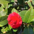 예스메디컬 이미지