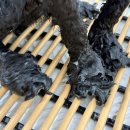 누누띠네 이미지