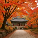 11월 9일 일요일 당일 출발 속리산 세조길과 법주사 단풍 길 아톰여행클럽산악회 39회차 정기산행 단풍 트레킹 모객합니다 이미지