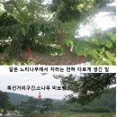 봉곡동2교 Daum카페