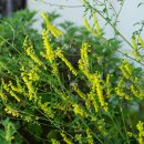 주름전동싸리 Melilotus officinalis (L.) Lam.(콩과 전동싸리속) 이미지