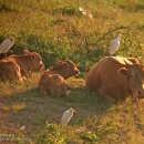 황로 Cattle Egret 070 이미지